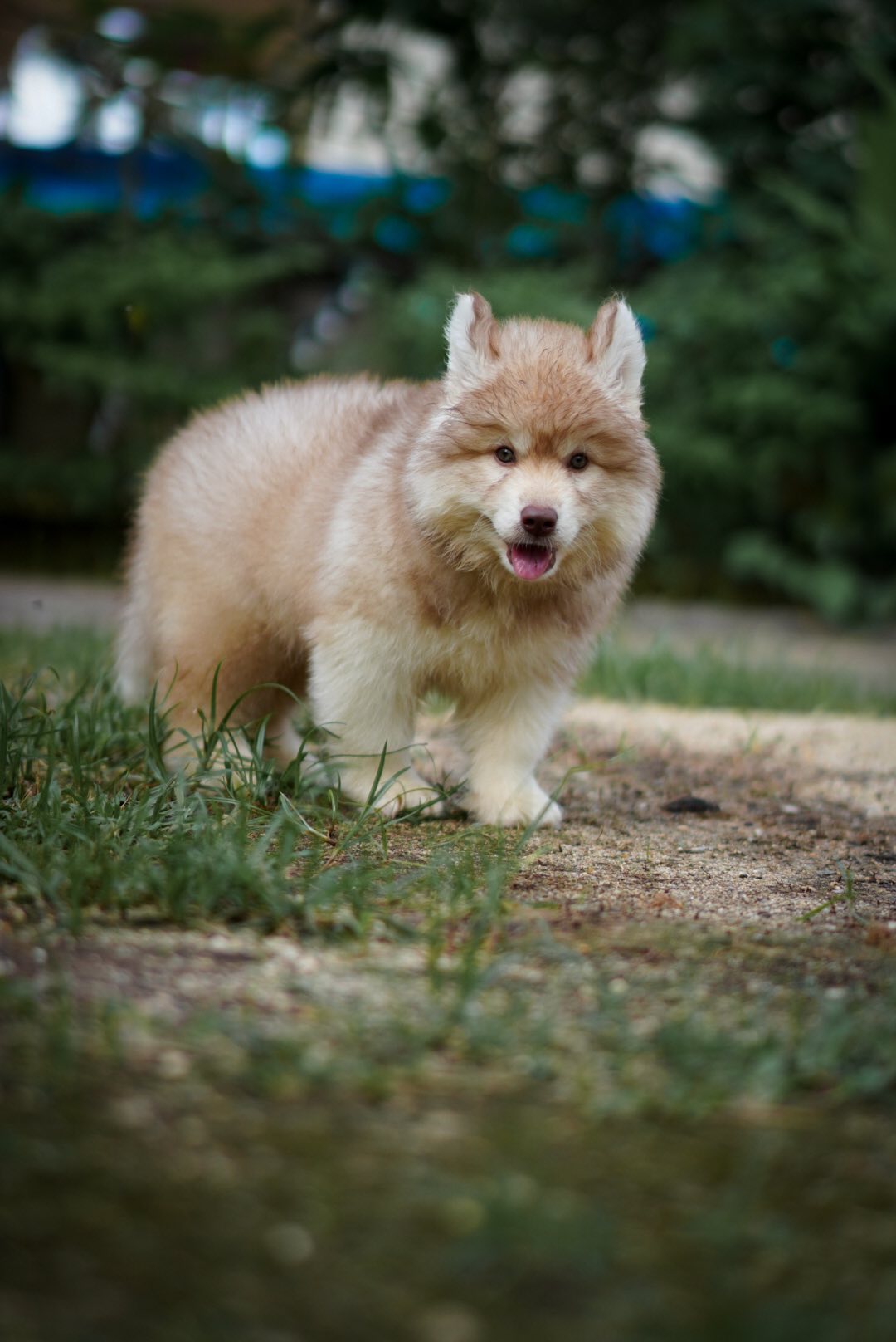 Willow รูปที่ 3