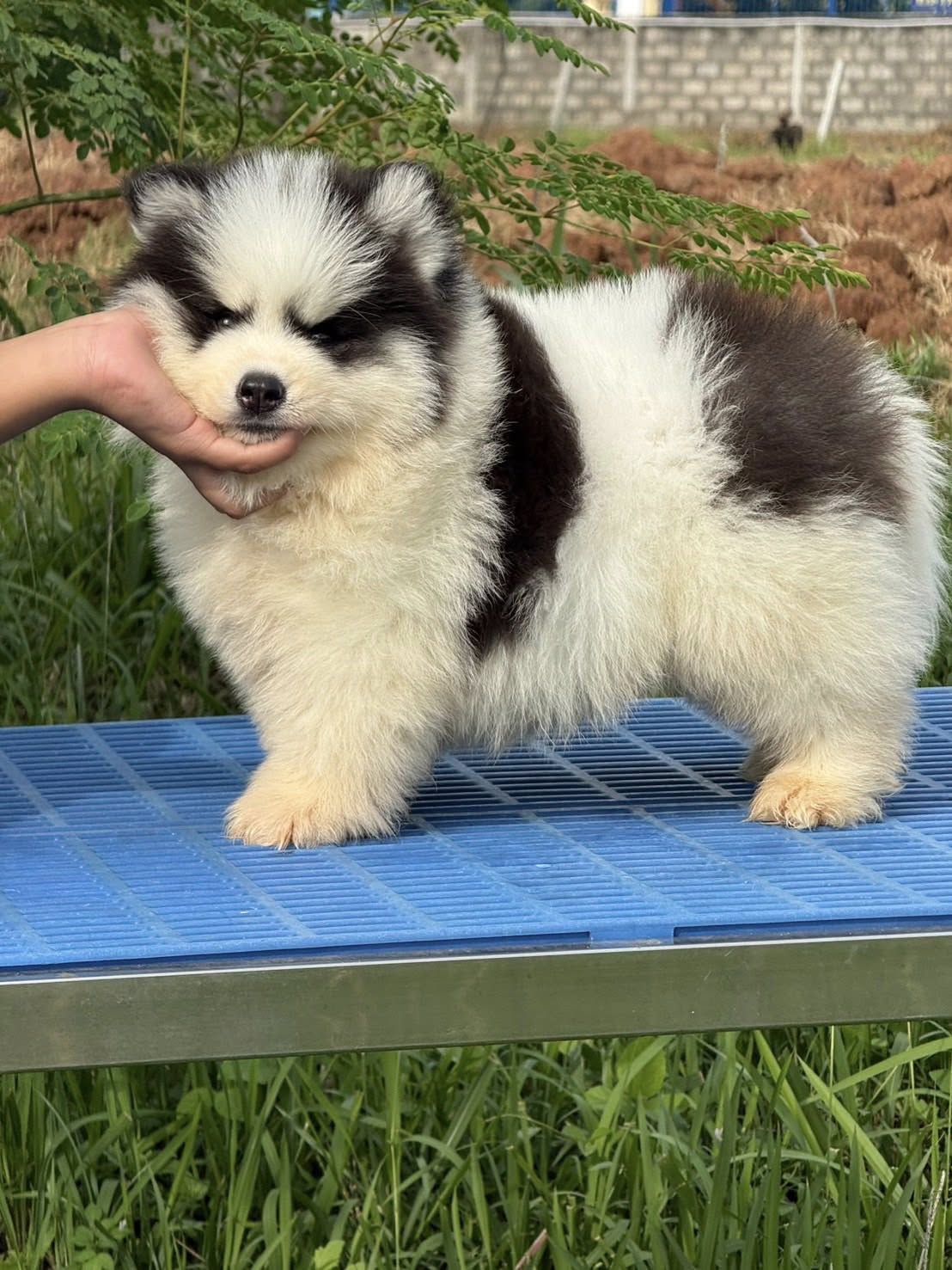 Juno รูปที่ 2