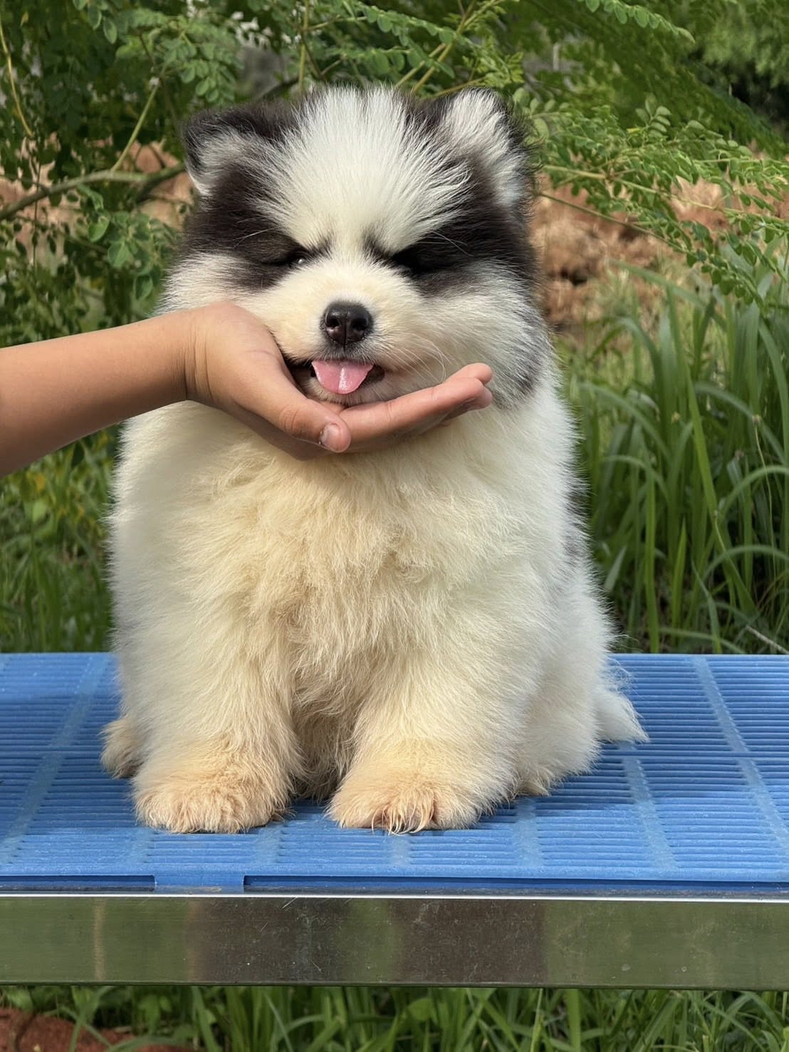 Juno รูปที่ 3