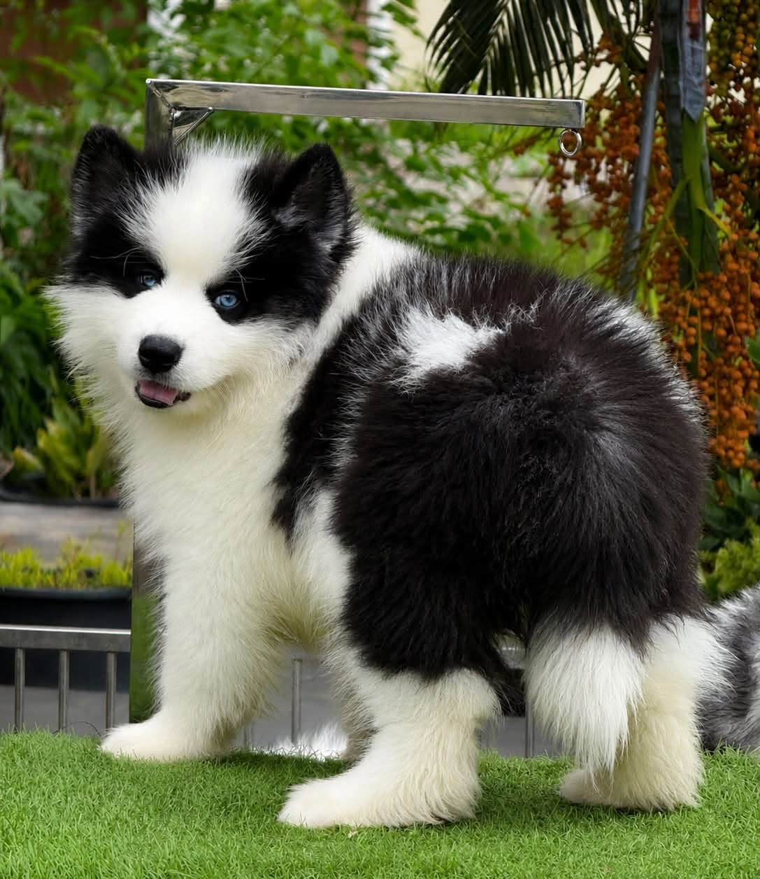 Domino ลูกไซบีเรียนฮัสกี้ เพศผู้ สีไพบอลด์ (สีพิเศษ)