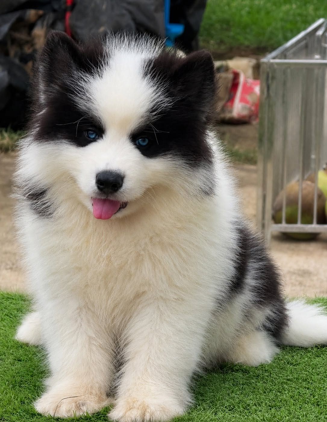 Domino รูปที่ 2