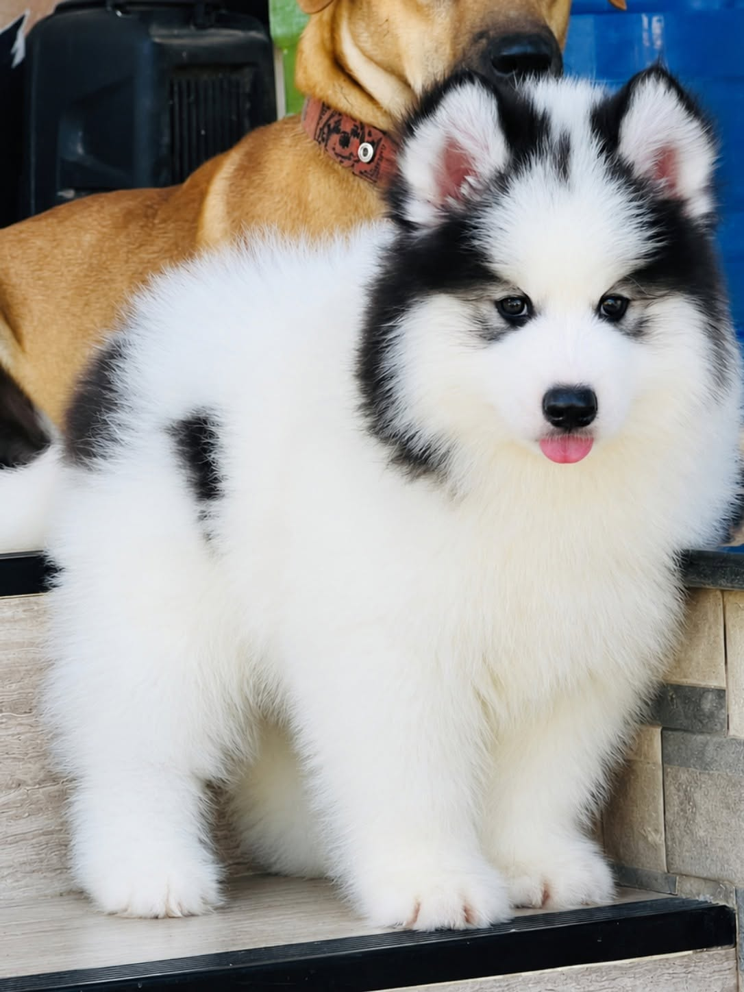 Domino รูปที่ 3