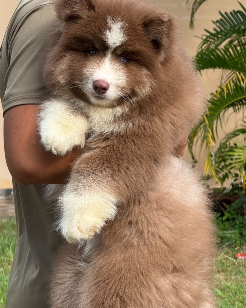 Mocha Signature ลูกไซบีเรียนฮัสกี้ เพศผู้ สีช็อกโกแลตวูลลี่ ตาสีฟ้า