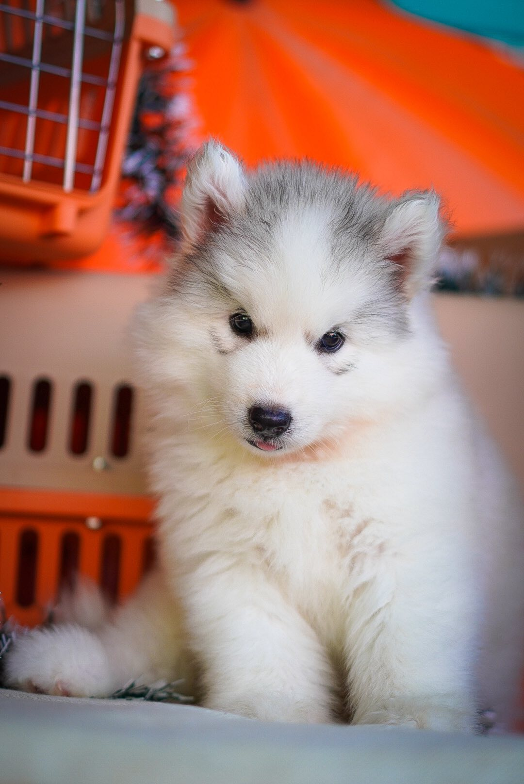 Frost ลูกไซบีเรียนฮัสกี้ เพศผู้ สีเทา-ขาว