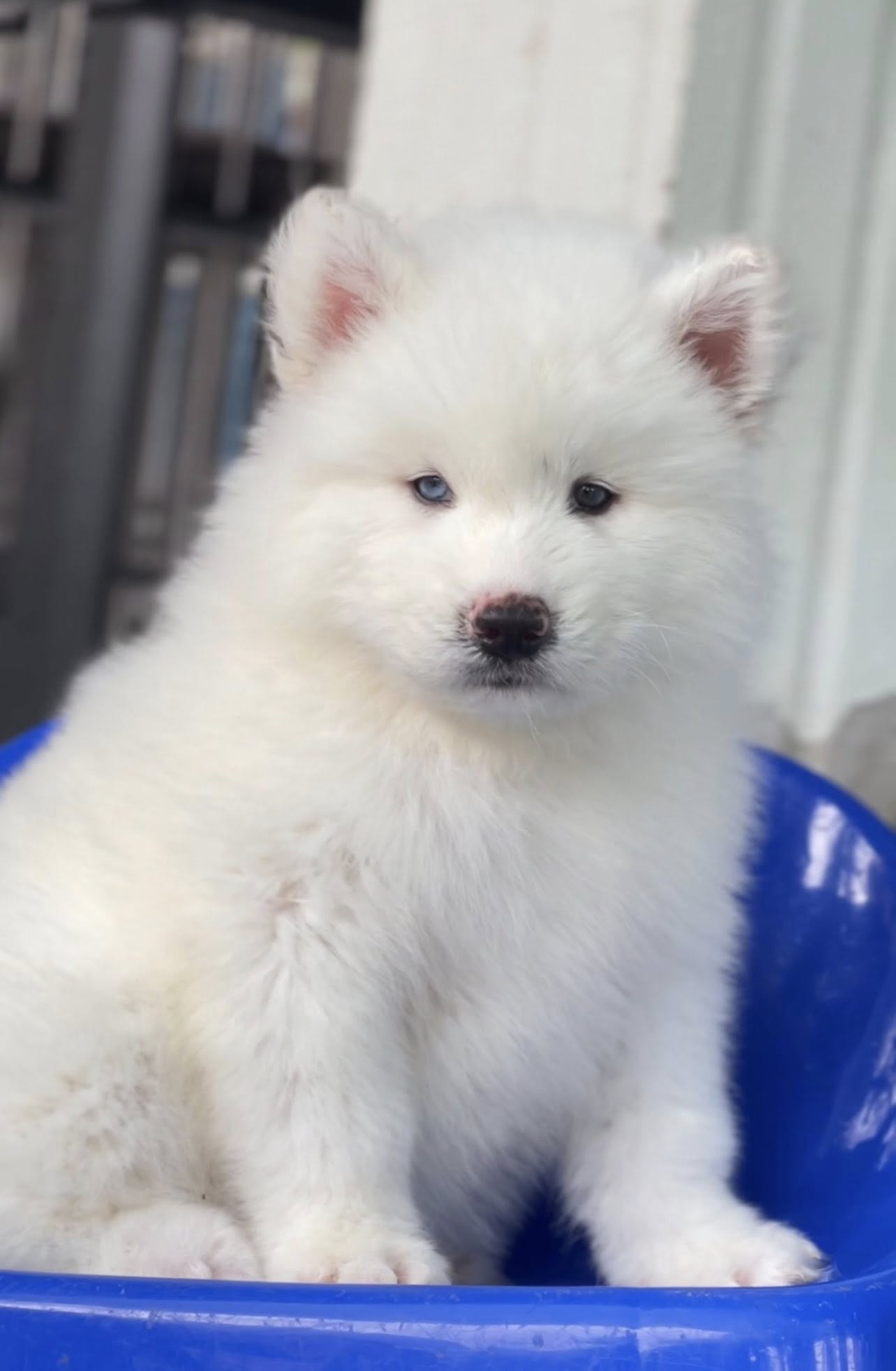 Luna ลูกไซบีเรียนฮัสกี้ เพศเมีย สีขาวล้วน