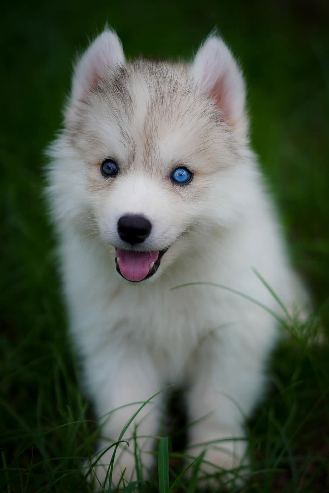 Snow ลูกไซบีเรียนฮัสกี้ เพศเมีย สีขาวล้วน