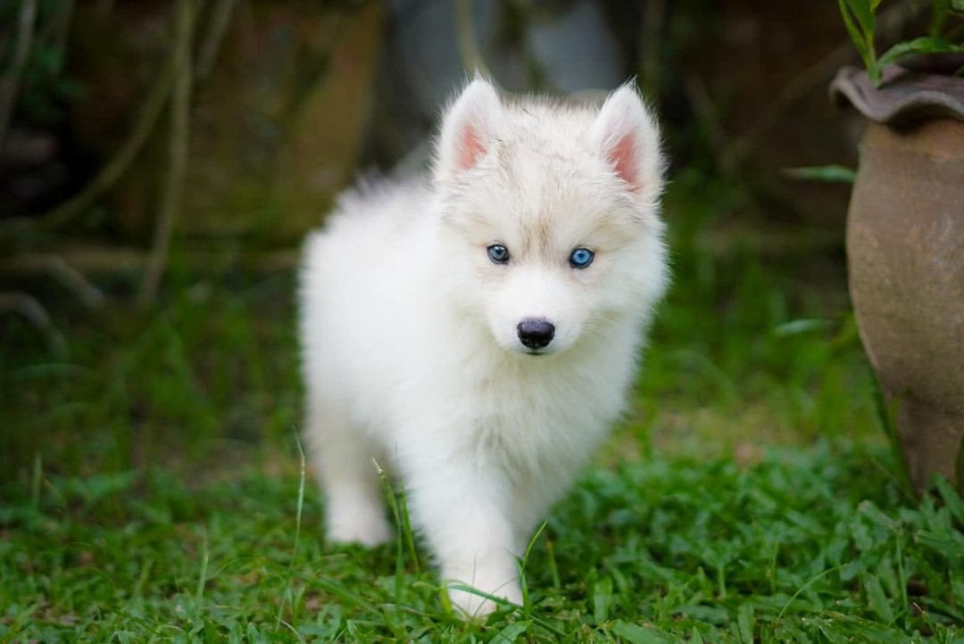Snow รูปที่ 4