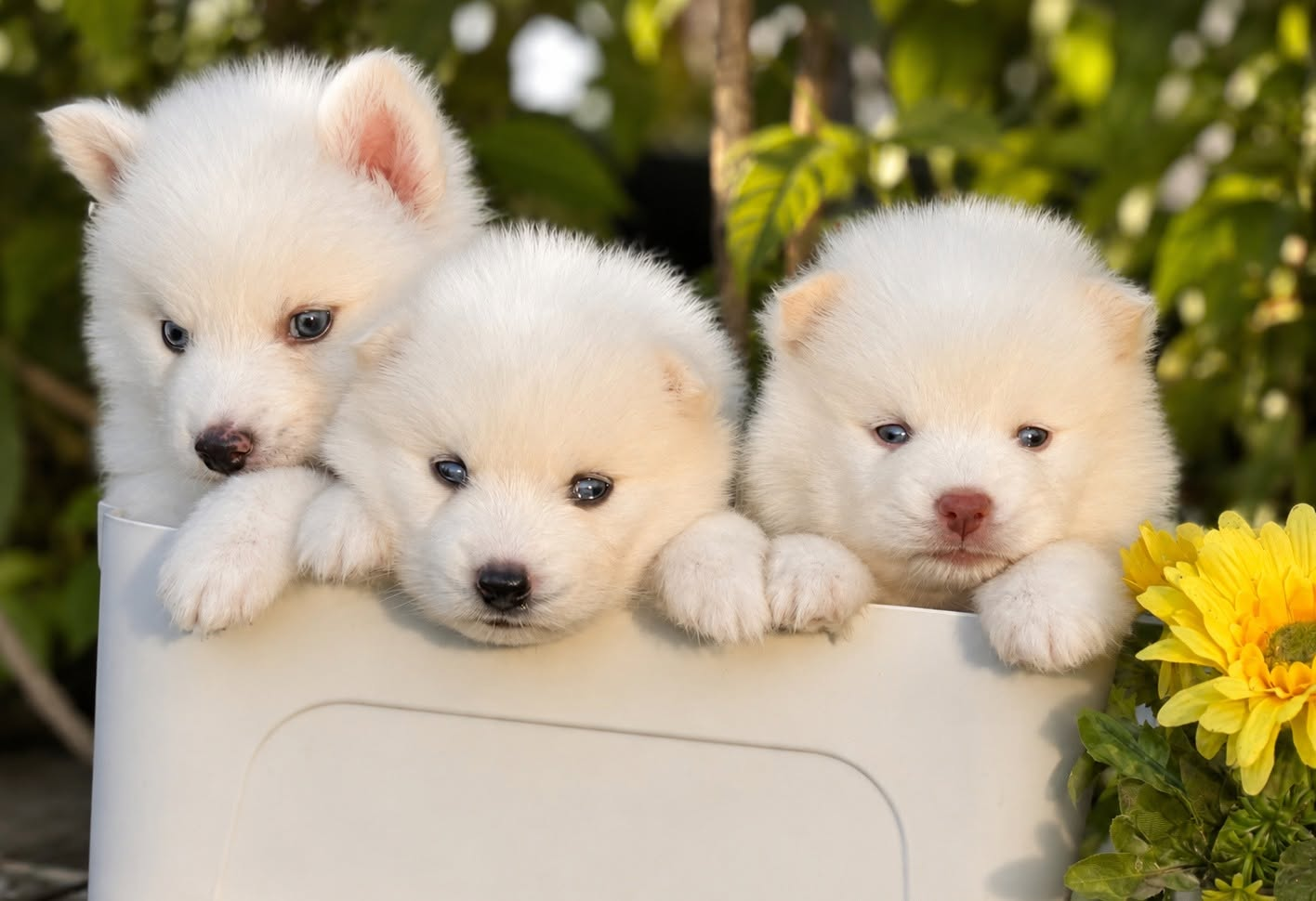Cotton ลูกไซบีเรียนฮัสกี้ เพศเมีย สีขาวล้วน